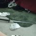 Profile Picture of Dustin Farnam (@dust1n12) on Pinterest