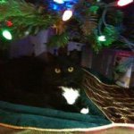 Profile Picture of Michele Civello (@tekbrat) on Instagram