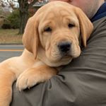 Profile Picture of Peanutbutter James (@pjnojelly) on Instagram