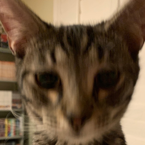 Profile Picture of Ava Kuznik (@avakuznik) on Poshmark