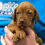 Profile Picture of Ruby Grimes - The Vizsla (@rubyvgrimes) on Instagram