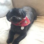 Profile Picture of Sharon Corcoran (@benjaminbubbles) on Instagram