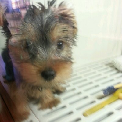 Profile Picture of Margaret Chow (@Marmarchow) on Twitter