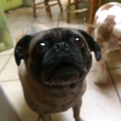 Profile Picture of Kristopher Barrios (@chongos03) on Twitter