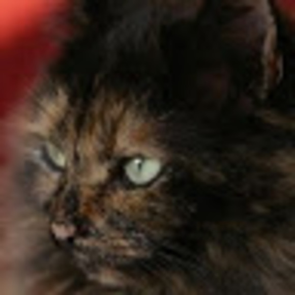 Zoey Barkema - Poshmark Profile Picture of Zoey Barkema (@calleycat1616) on Poshmark