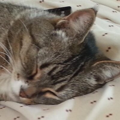 Profile Picture of Jesse Toombs (@jesserthegamer) on Twitter