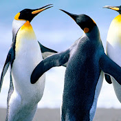 Profile Picture of Tanner Gibson (@tannergibson8164) on Youtube