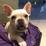 Profile Picture of Beatrice aka Lil B (@beatricethefrenchie) on Instagram