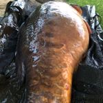 Profile Picture of Bob (@bob_sheff_carper_ucc) on Instagram