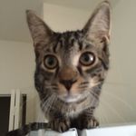 Profile Picture of flakowitz (@flakowitz) on Instagram