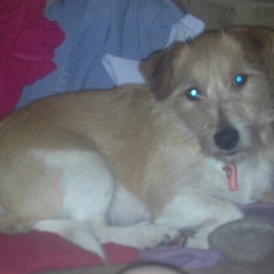 Profile Picture of Oliver Constable (@Olidog2011) on Twitter