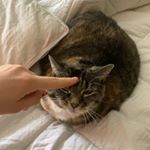 Amanda - Instagram Profile Picture of Amanda (@amanda_hemminger) on Instagram