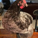 Profile Picture of Spring Collins (@spgcollins) on Instagram