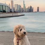 Profile Picture of Anna Radosz (@penelope_the_minidoodle) on Instagram