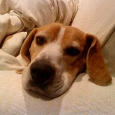 Profile Picture of Clifford Elliot (@Cliffordbeagle) on Twitter