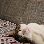 Aida Mujkanović - Instagram Profile Picture of Aida Mujkanović (@gamerpro567gk) on Instagram