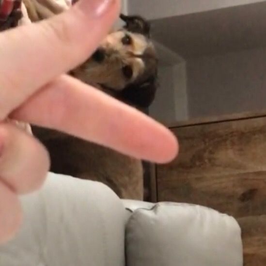Profile Picture of dogsarecuties (@dancetutorials6890) on Tiktok