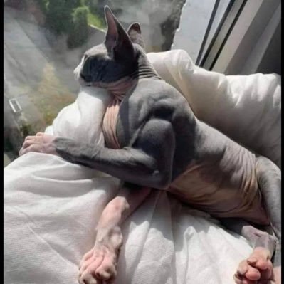 Profile Picture of Jacobguertin (@jacobguertin1) on Twitter