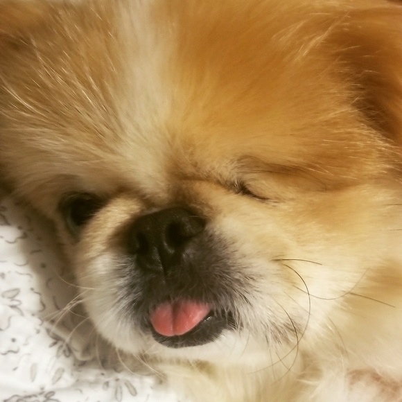 Profile Picture of Deanna Croson (@deannacroson) on Poshmark