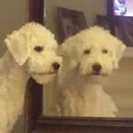 Profile Picture of JoAnn Hodgson (@hodgsonjoann) on Instagram