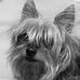 Profile Picture of Baxter Gee (@baxter.gee.129) on Facebook