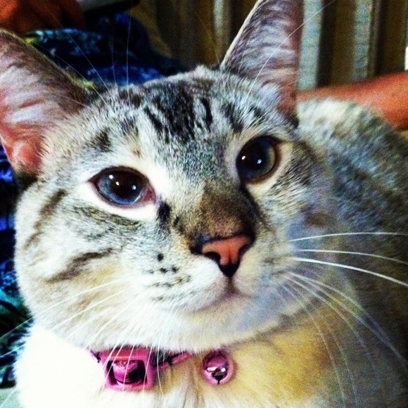 Profile Picture of Ladonna Green (@tiki5353) on Poshmark