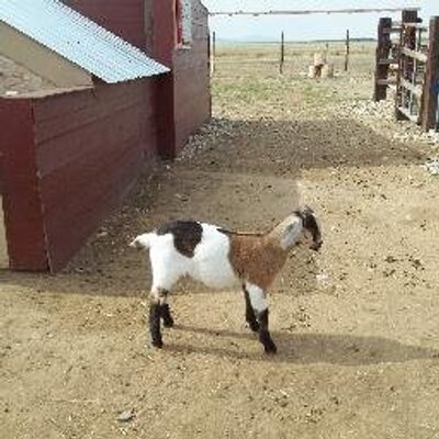 Profile Picture of Robin Shrout (@andysrobin) on Twitter