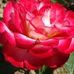 Profile Picture of Robert Lamert (@robert.lamert.7) on Facebook