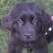 Profile Picture of Pam Chaffin (@pchaffin412) on Pinterest