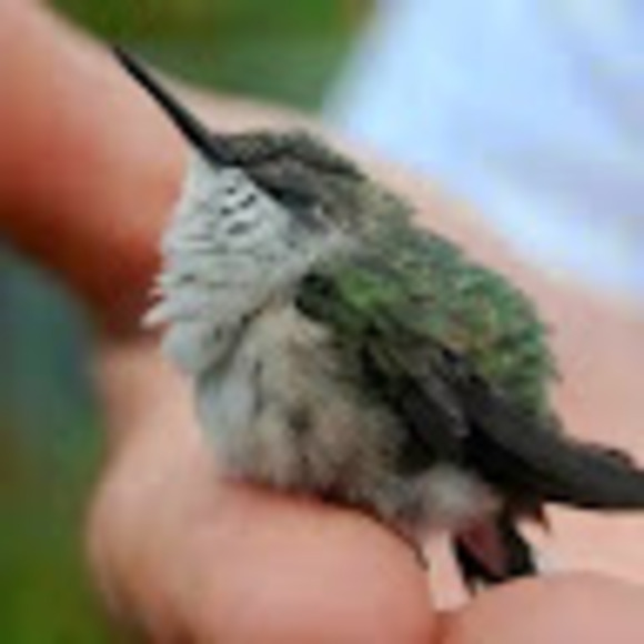 Profile Picture of Ginny Knaff (@ginnyknaff) on Poshmark