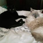 Profile Picture of Lisa Macneil (@macneillisa) on Instagram