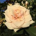 Profile Picture of Jimmy Nixon (@jimmynixon94) on Instagram