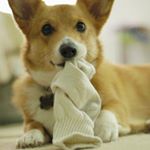 Profile Picture of Lisa Pettey (@irshgrl317) on Instagram