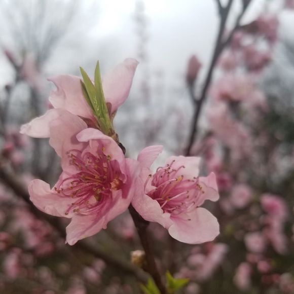 Profile Picture of Sherry Laymance (@sherrylaymance) on Poshmark