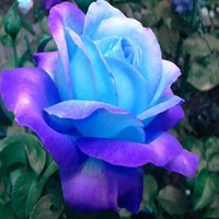 Profile Picture of Collin Hesse (@collin-hesse) on Quora