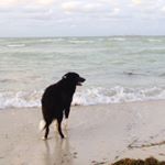 Profile Picture of Rex The Border Collie (@rexelbordercollie) on Instagram