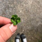 Profile Picture of Emily Mitchell (@luckylady_vt) on Instagram