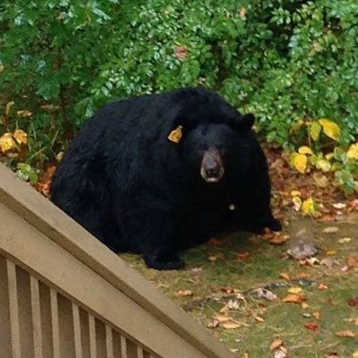 Profile Picture of Samuel Hoyos (@Its_DxMonD) on Twitter