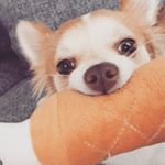 Profile Picture of Carl Klößchen 🦊💗 (@carli_the_fox) on Instagram