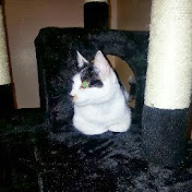 Hank King - Youtube Profile Picture of Hank King (@novazeus) on Youtube