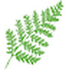 Profile Picture of unitedherbs (@unitedherbs) on Flickr