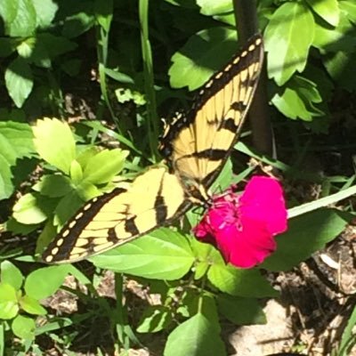 Profile Picture of Miriam Schaerf (@miriam_schaerf) on Twitter