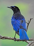 Malabar whistling thrush - Wikipedia Profile Picture of Malabar whistling thrushon Wikipedia