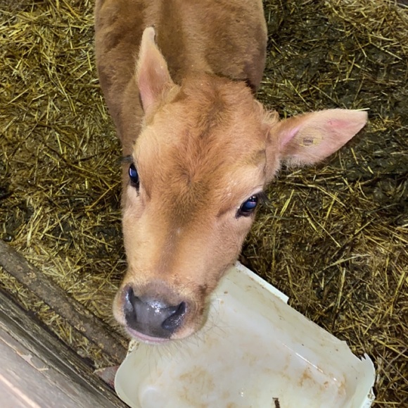 Amy Gesner - Poshmark Profile Picture of Amy Gesner (@amygesner) on Poshmark