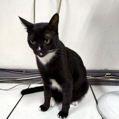 Profile Picture of Chang Nian (@ChangNian5) on Twitter