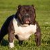 Profile Picture of Brian Beaman (Bully Vault Kennels) (@brian.beaman.5249) on Facebook