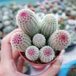 Profile Picture of กระบองเพชร 🌵|แคคตัส|เพาะเมล็ด🌱 (@nhamfoo_cactus) on Instagram