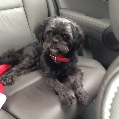 Profile Picture of Robin Nguyen (@Friscothepup) on Twitter