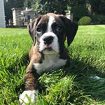 Profile Picture of Phoebe & Hudson (@brindle.buds) on Instagram