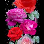 Halkat Za - Instagram Profile Picture of Halkat Za (@rk__ramu_ff) on Instagram